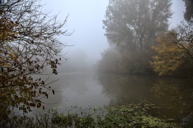 Sonbaharda, sisli bir günde İtalya 'nın kırsalında ağaçla çevrili bir göl.