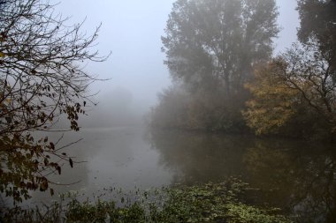 Sonbaharda, sisli bir günde İtalya 'nın kırsalında ağaçla çevrili bir göl.