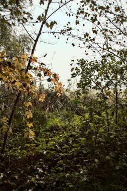 Sonbaharda sisli bir günde nehir kıyısında ağaçlar ve sazlıklar