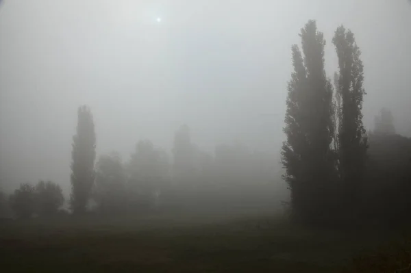 Силует Дерев Тумані Восени — стокове фото