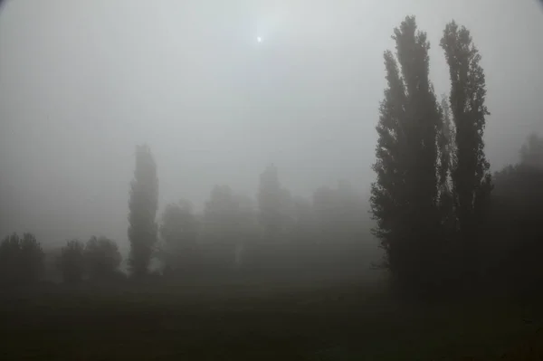 Silhouette Alberi Nella Nebbia Autunno — Foto Stock