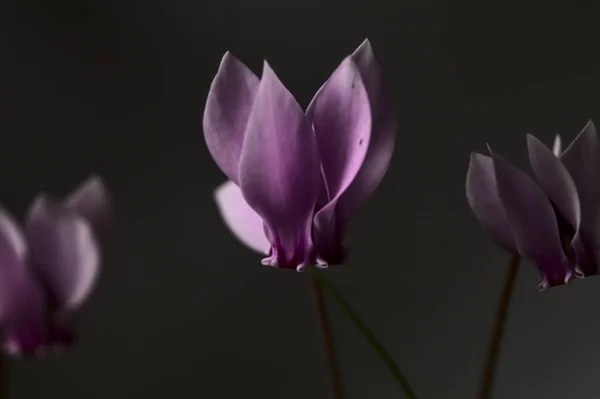 Пурпурный Цикламен Белом Фоне — стоковое фото
