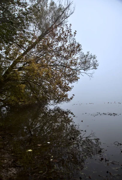 Lago Otoño Día Niebla Enmarcado Por Árbol Campo Italiano — Foto de Stock