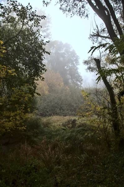 Köd Borította Ősszel Egy Parkban — Stock Fotó