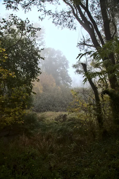 Pond Covered Fog Park Autumn — Stock Photo, Image