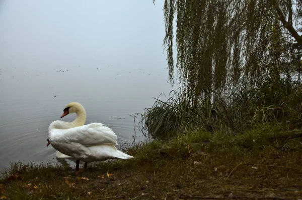 Schwäne Ufer Eines Sees Einem Nebligen Herbsttag — Stockfoto