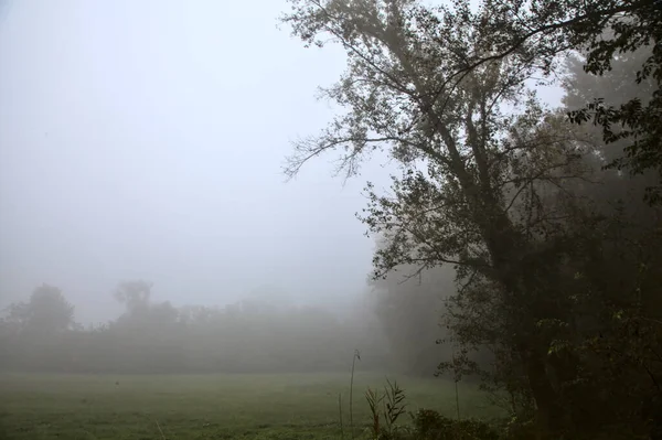 Поле Сільській Місцевості Восени Туманний День — стокове фото
