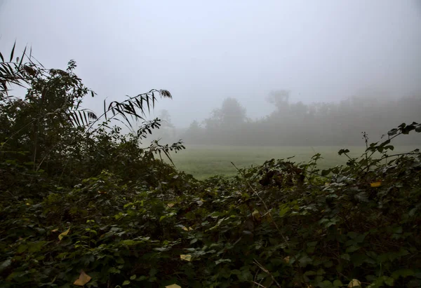 Feld Auf Dem Land Herbst Einem Nebligen Tag — Stockfoto
