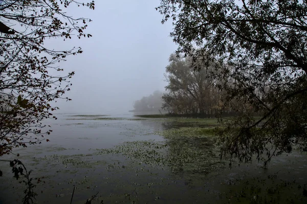 秋天的一个雾蒙蒙的日子里 在意大利乡间的湖面上挂着一棵树 — 图库照片
