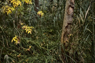 Sonbaharda sisli bir günde bir park