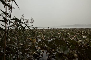 Sis dolu bir sonbahar gününde ağaçlar ve sazlıklar çerçeveli nilüfer bitkileriyle dolu bir nehir.
