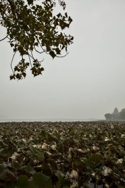 Sis dolu bir sonbahar gününde ağaçlar ve sazlıklar çerçeveli nilüfer bitkileriyle dolu bir nehir.