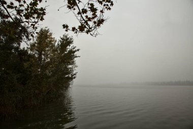 Sonbaharda sisli bir sonbahar gününde, nehir kıyısında bir koruluk.
