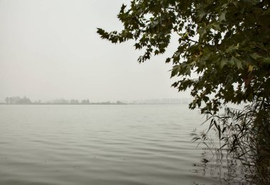 Sis dolu bir sonbahar gününde ağaçlar ve sazlıklar çerçeveli nilüfer bitkileriyle dolu bir nehir.