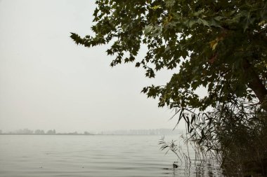 Sis dolu bir sonbahar gününde ağaçlar ve sazlıklar çerçeveli nilüfer bitkileriyle dolu bir nehir.