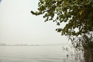 Sis dolu bir sonbahar gününde ağaçlar ve sazlıklar çerçeveli nilüfer bitkileriyle dolu bir nehir.