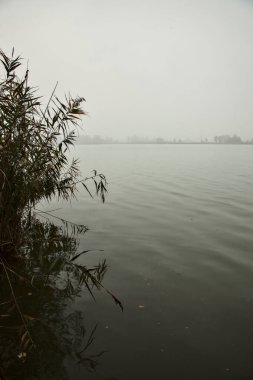 Sis dolu bir sonbahar gününde ağaçlar ve sazlıklar çerçeveli nilüfer bitkileriyle dolu bir nehir.