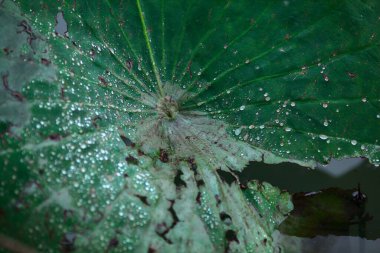 İçinde su damlaları olan nilüfer yaprağı.