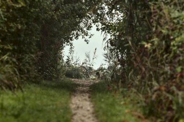 Sonbaharda sisli bir sonbahar gününde kırsalda bir parkta yol.