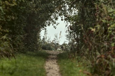 Sonbaharda sisli bir sonbahar gününde kırsalda bir parkta yol.