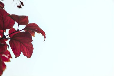 Kırmızı akçaağaç, sonbaharda arka planda beyaz gökyüzü olan bir dalda yapraklar bırakır.