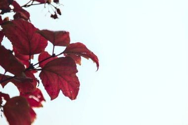 Kırmızı akçaağaç, sonbaharda arka planda beyaz gökyüzü olan bir dalda yapraklar bırakır.