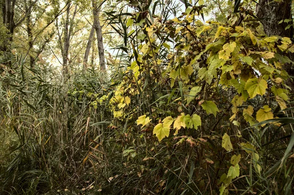 Ein Park Herbst Einem Nebligen Tag — Stockfoto