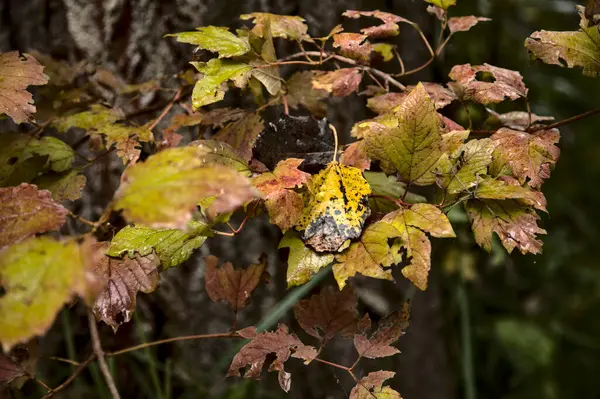 Closeup Branch Full Leaves Autumn — Stock Photo, Image