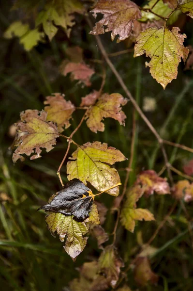 Primer Plano Una Rama Llena Hojas Otoño —  Fotos de Stock