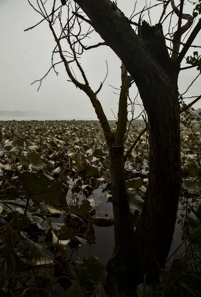 Река Растениями Лотоса Обрамленными Деревьями Тростником Туманный Осенний День — стоковое фото