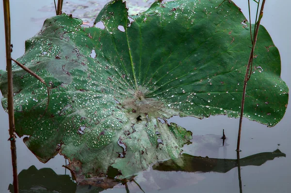 その中に水の滴と蓮の葉 — ストック写真