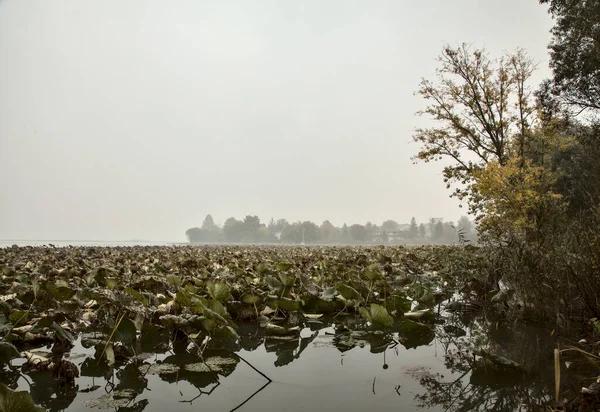 River with lotus plants framed by trees and reeds on a foggy day in autumn