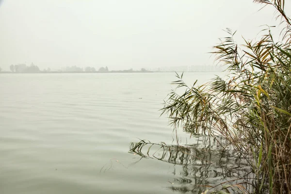 Rushes Shore River Foggy Day Autumn — Stock Photo, Image