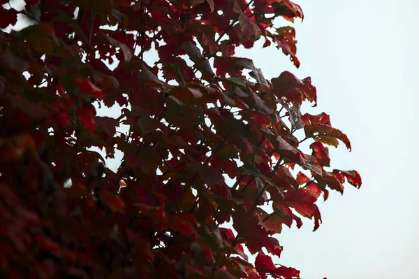 Červený Javor Listy Větvi Bílou Oblohou Jako Pozadí Podzim — Stock fotografie