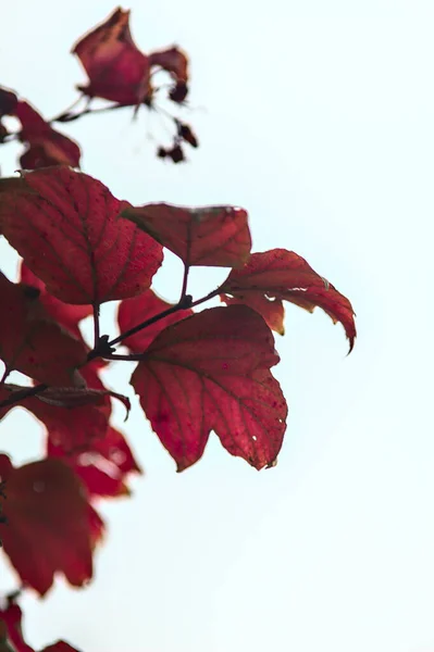 Red Maple Leaves Branch White Sky Background Autumn — Stock Photo, Image