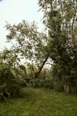 Sonbaharda sisli bir günde ağaçlar ve kamışlarla dolu bir nehrin kıyısında.