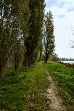 Sonbaharda nehir kıyısında ağaçlarla çevrili bir yol.