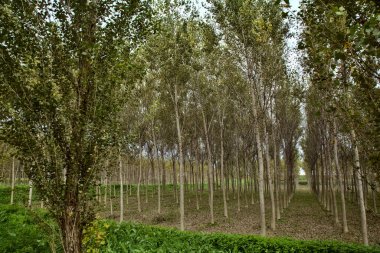 Sonbaharda huş ağacı fidanlığı