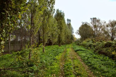 Sonbaharda nehir kıyısında ağaçlarla çevrili bir yol.