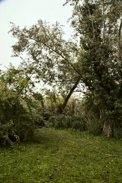 Orilla Río Con Árboles Cañas Día Niebla Otoño — Foto de Stock