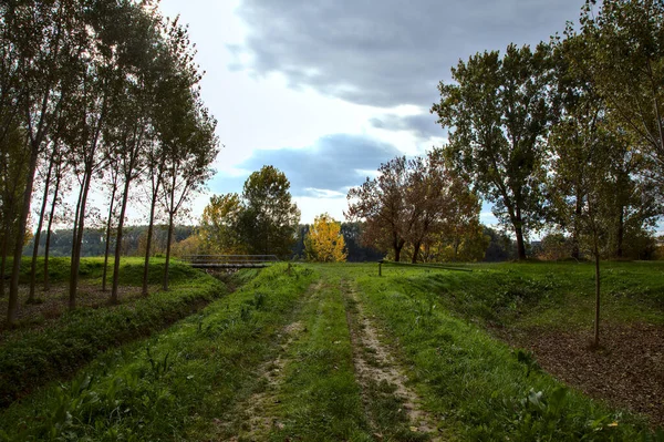 Weg Der Natur Herbst Gesäumt Von Birkenplantagen — Stockfoto