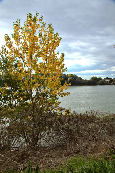 Δέντρα Φθινόπωρο Στην Όχθη Ενός Ποταμού Φθινόπωρο — Φωτογραφία Αρχείου