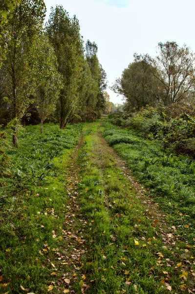 Pad Begrensd Door Bomen Aan Oever Van Een Rivier Herfst — Stockfoto