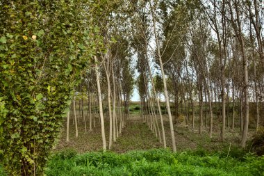 Sonbaharda huş ağacı fidanlığı