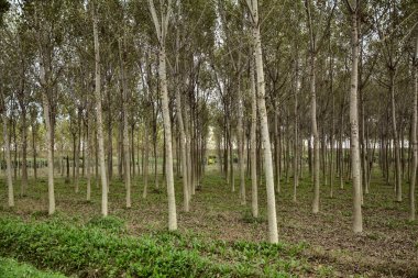 Sonbaharda huş ağacı fidanlığı