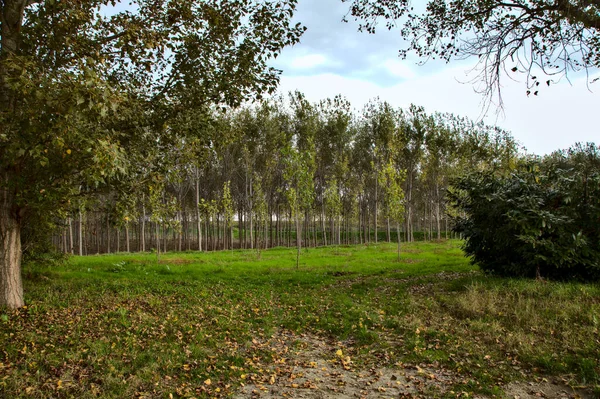 Strada Sterrata Campagna Vicino Fiume Autunno — Foto Stock