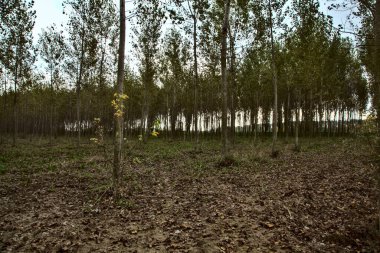 Sonbaharda huş ağacı fidanlığı