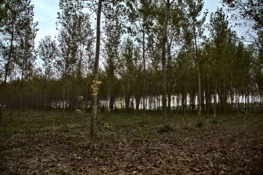 Sonbaharda huş ağacı fidanlığı