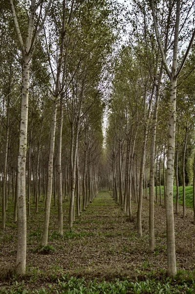 Birch tree plantation in autumn