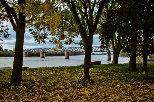 Trees Yellow Leaves Autumn Next River — Stock Photo, Image